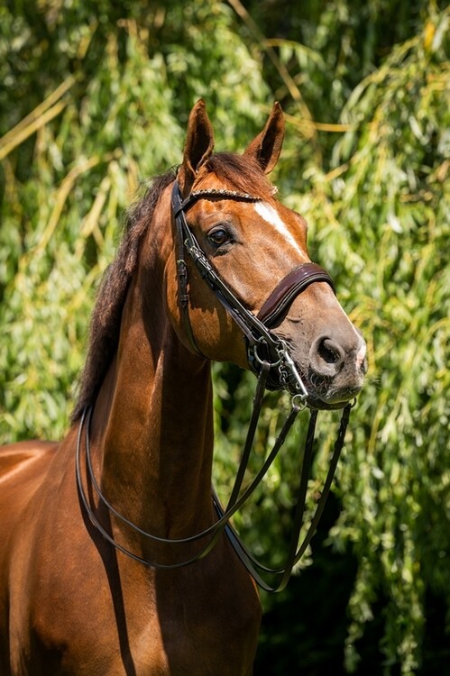 HB Stang & Trenshoofdstel Showtime Special For You