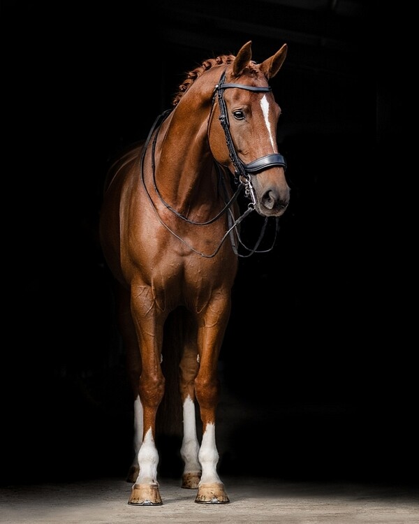 PresTeq Stang & Trens hoofdstel FayPerform