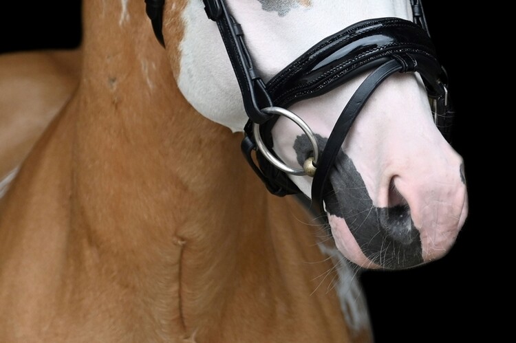 HB Hoofdstel Showtime Special A-pony