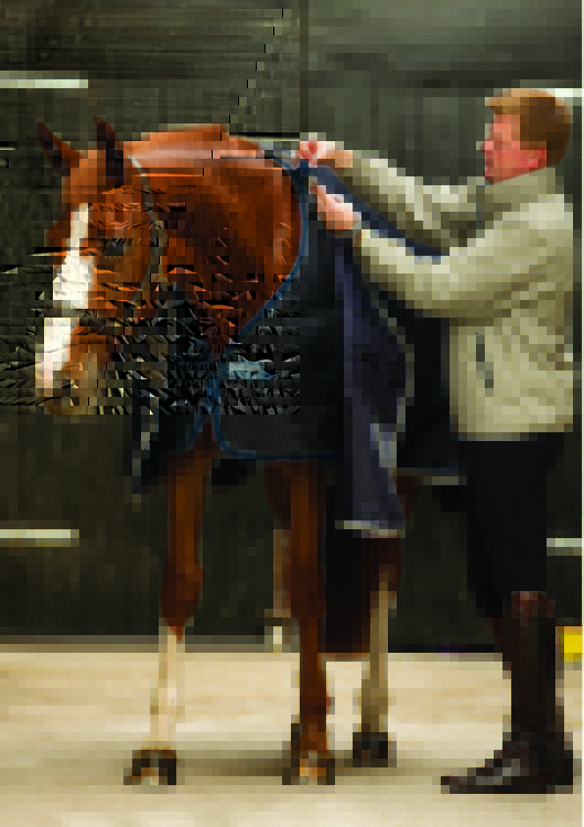 Horseware Liner 200grs