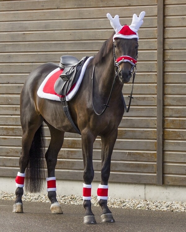 QHP Rendiermuts voor paarden
