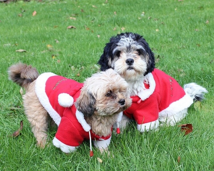 Hondendeken Christmas