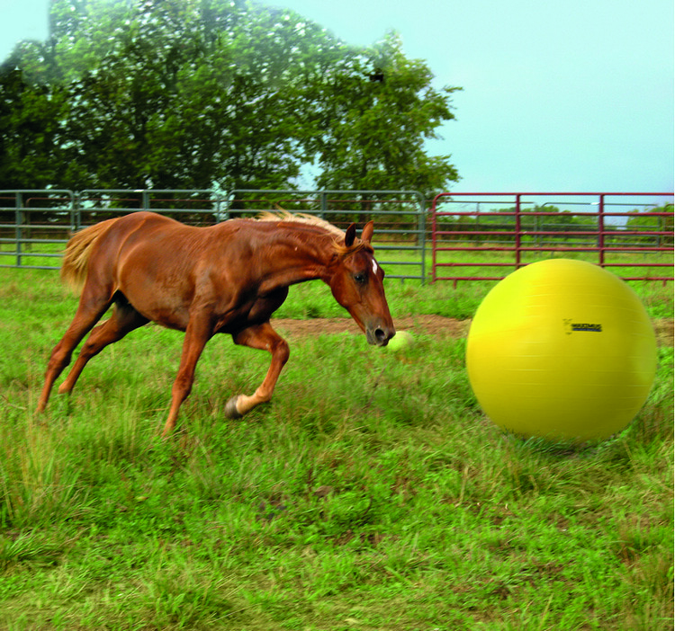 Horse play ball clearance