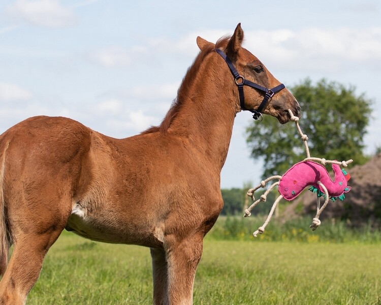 QHP Paardenspeelgoed