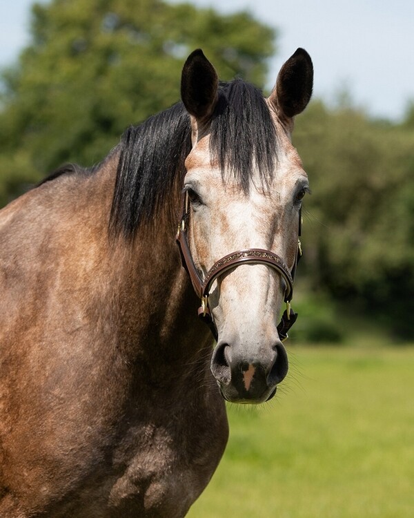 QHP Halster Leer Lupine