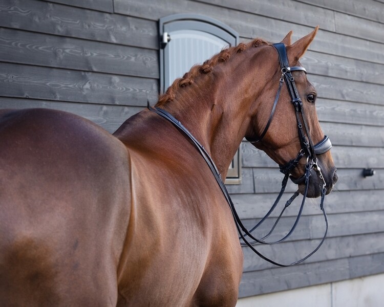 PresTeq Stang & Trens hoofdstel FayPerform