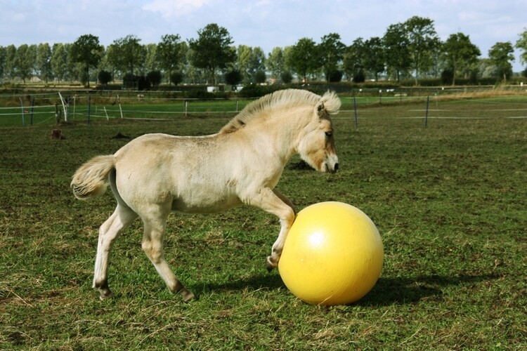 Maximus Power Play Ball paarden speelbal