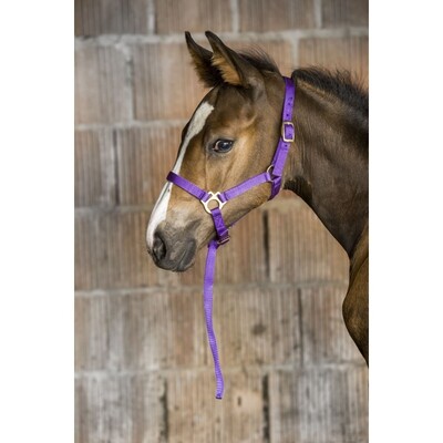Norton Foal Halter and short leadrope
