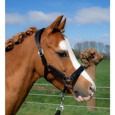 HB Showtime Leather Halter Glitty Little sizes
