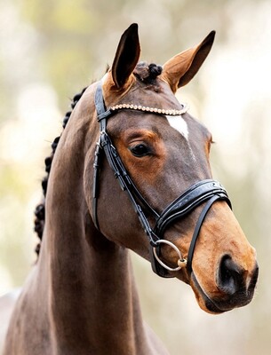 HB Bridle Showtime Rose Gold