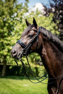 HB Double bridle Showtime Special For You