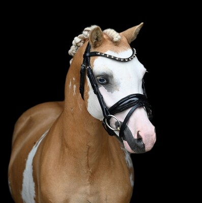 HB Bridle Showtime Special A-pony
