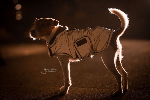 Kentucky Dog coat Reflective & waterproof