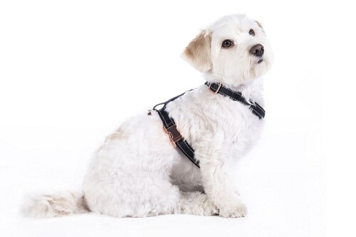 HKM Dog harness Anam Cara Basic